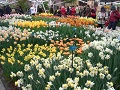 Keukenhof